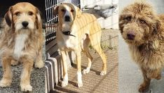 Albergue canino de Ponferrada