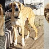 Albergue canino de Ponferrada