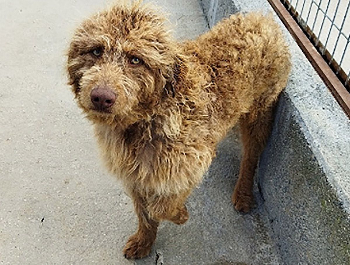Choco, perro del Albergue canino Ponferrada Choco, perro del Albergue canino Ponferrada