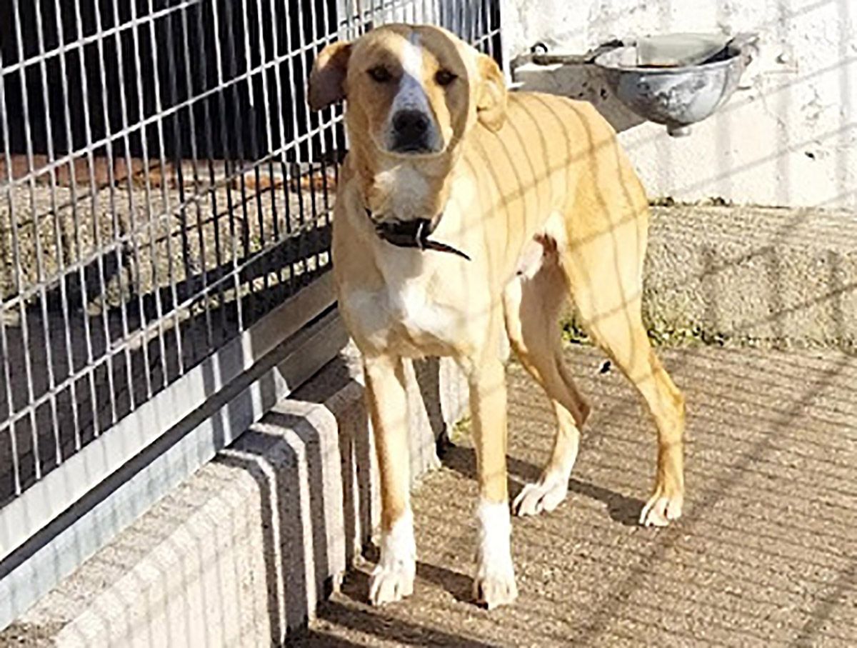 ZEUSalbergue canino ponferrada ZEUSalbergue canino ponferrada