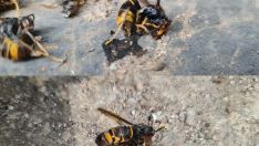 Avispa velutina en Bembibre 