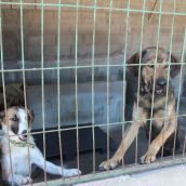 10.000 euros para proteger animales: La Diputación de León convoca nuevas ayudas para las protectoras de la provincia