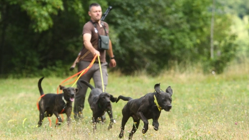 Perros de adiestramiento para el aviso de la presencia del oso en Tejedo del Sil (1) Perros de adiestramiento para el aviso de la presencia del oso en Tejedo del Sil (1)