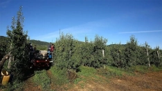 Recogida de la pera conferencia en El Bierzo Recogida de la pera conferencia en El Bierzo