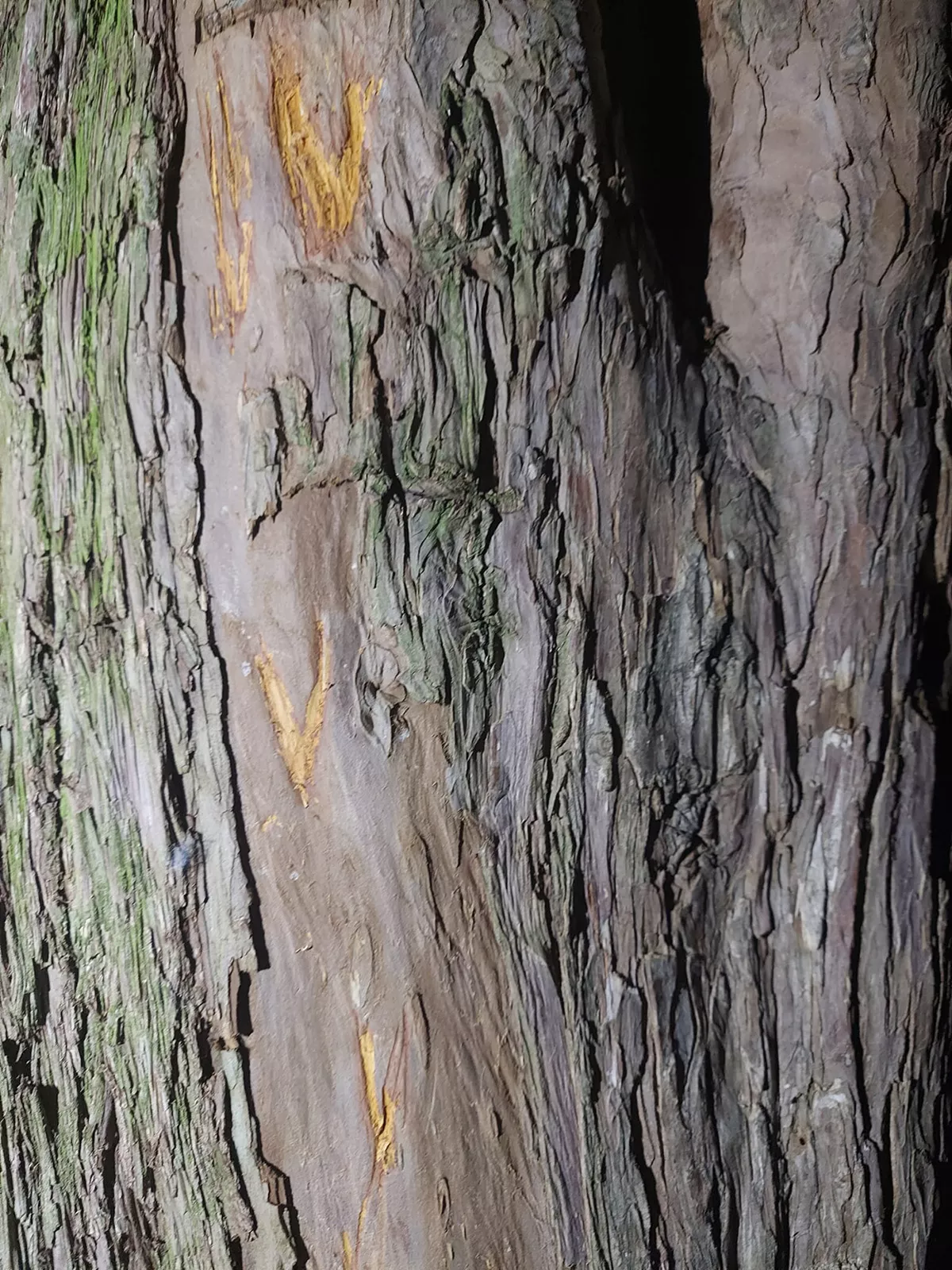 TEJO MILENARIO SAN CRISTOBAL1