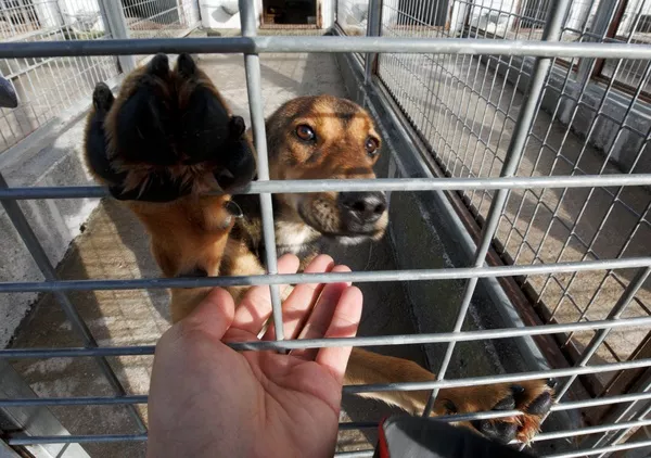 Albergue canino de Ponferrada Albergue canino de Ponferrada