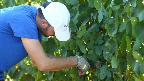 vendimia en el Palacio de Canedo