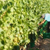 vendimia en el Palacio de Canedo