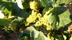 Archivo: Vendimia en el Palacio de Canedo