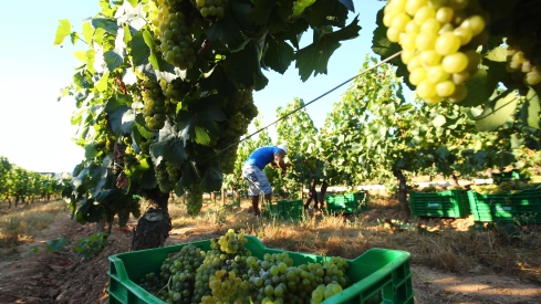 vendimia en el Palacio de Canedo vendimia en el Palacio de Canedo