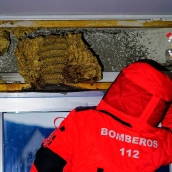 avispa europea fabero principal