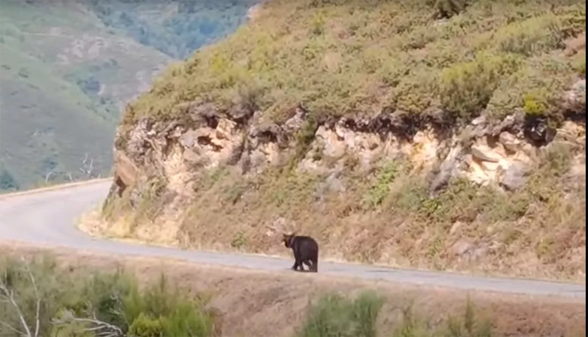 El avistamiento de un oso pardo en Ancares constata la recuperación de la especie