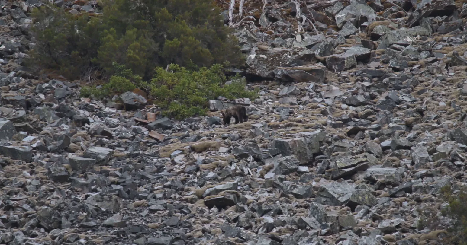 Avistamiento de un oso en El Bierzo Avistamiento de un oso en El Bierzo