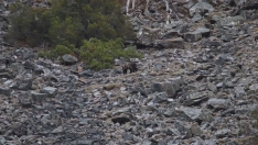 Avistamiento de un oso en El Bierzo Avistamiento de un oso en El Bierzo