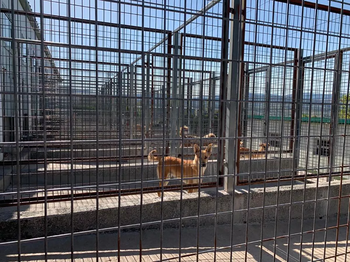 Albergue Canino Municipal de Ponferrada 