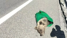 Oso atropellado en León compartida por la FOP Oso atropellado en León compartida por la FOP