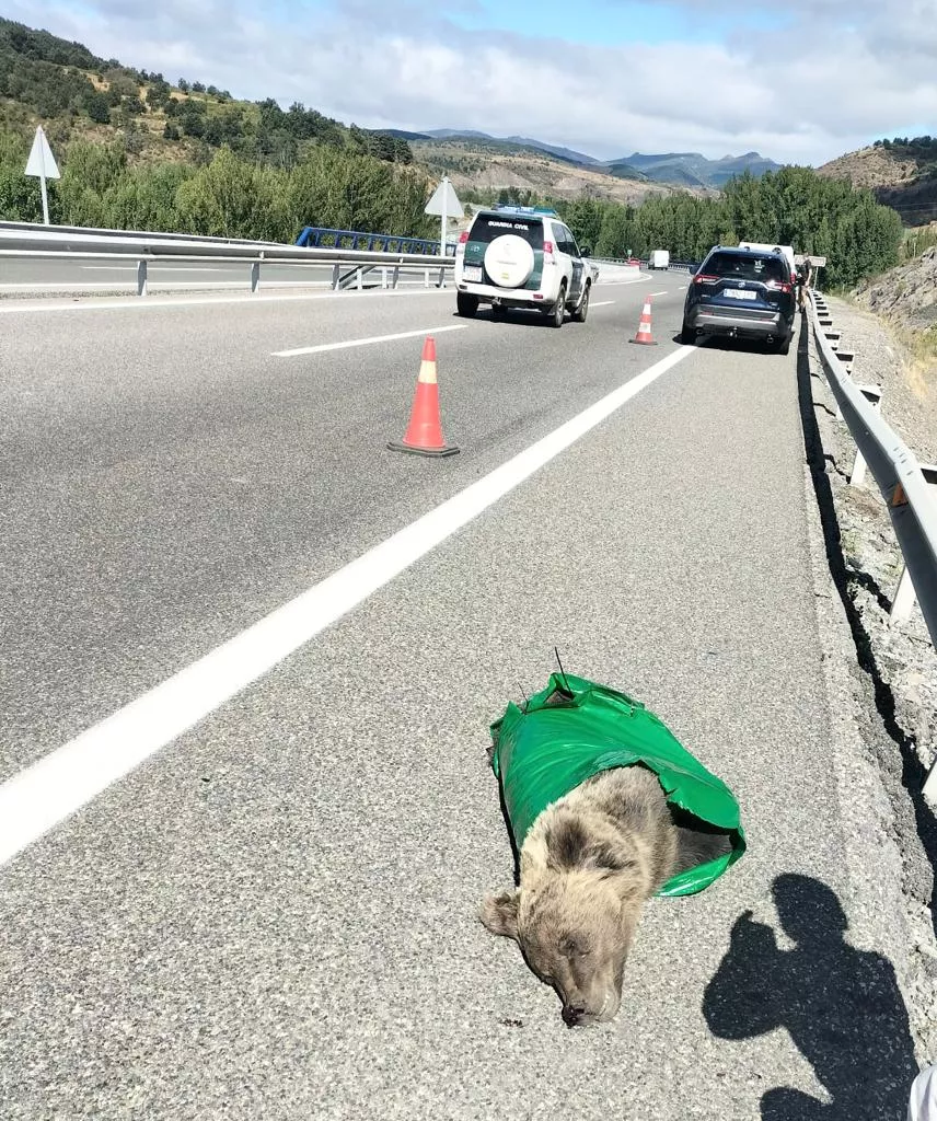 Oso atropellado en León Oso atropellado en León