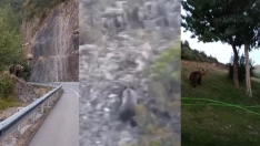 Tres osos avistados esta semana en El Bierzo
