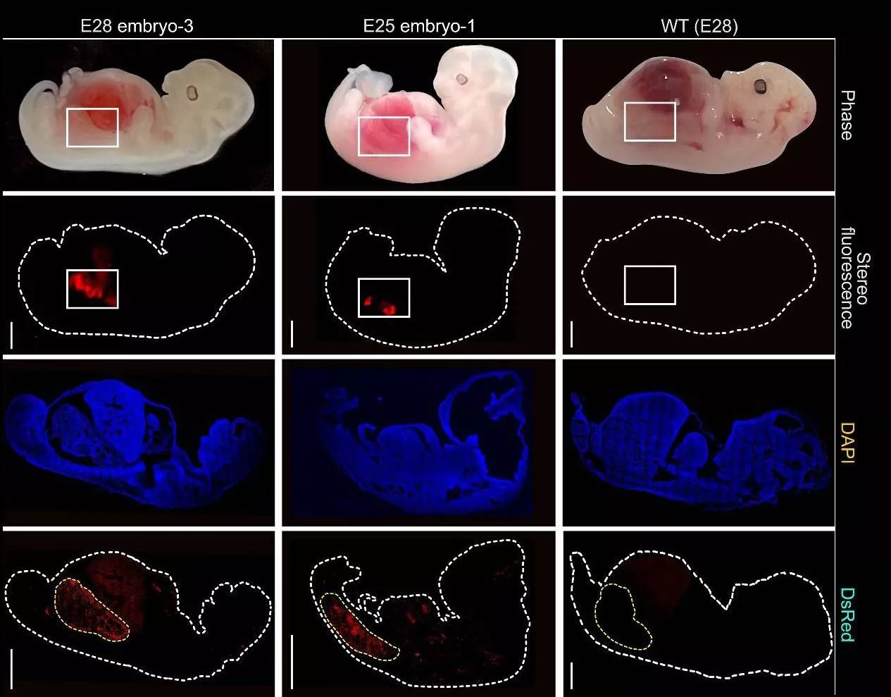 Crean rinones humanizados en embriones de cerdo durante 28 dias