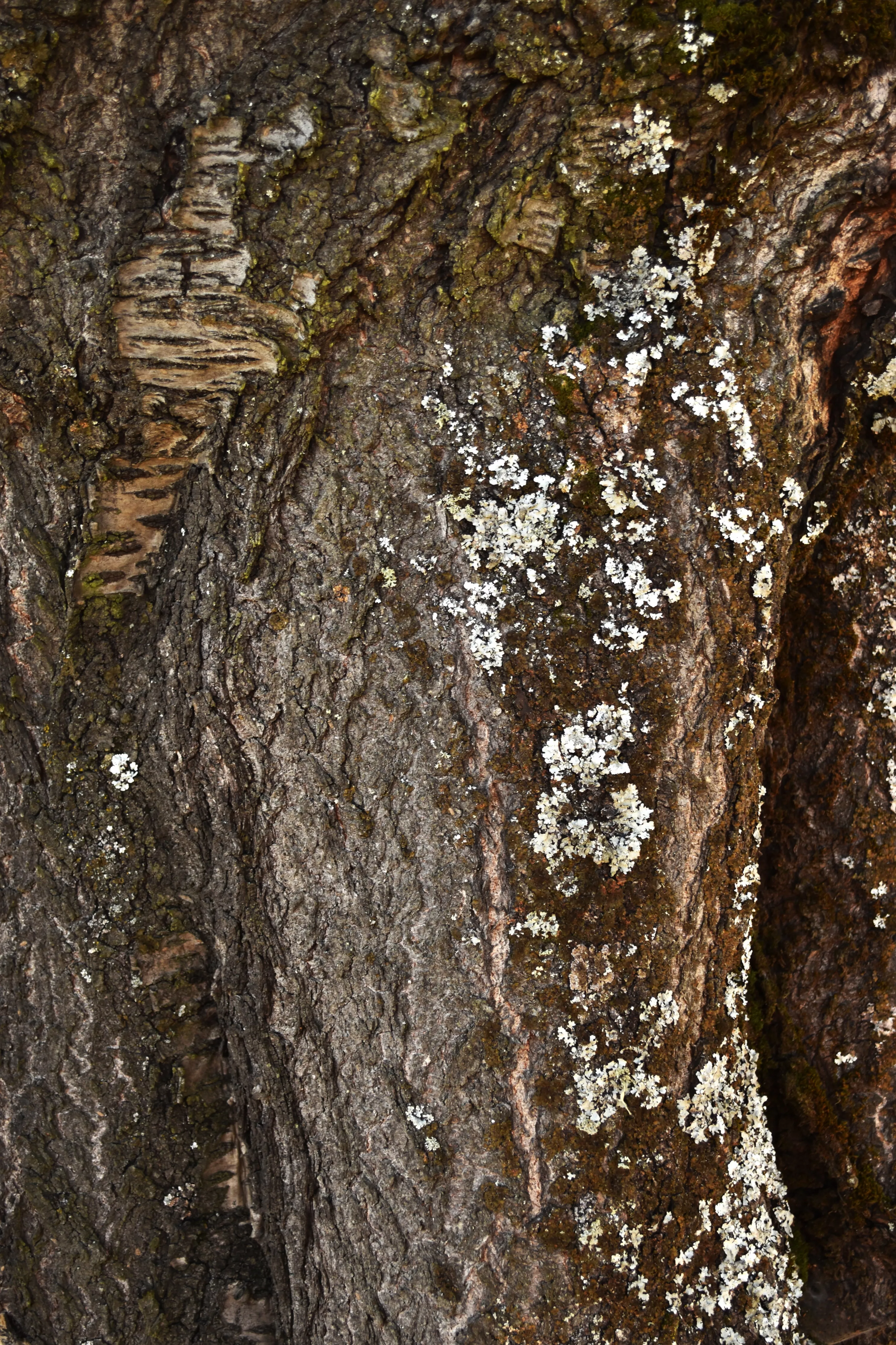 El fotógrafo cacabelense que fotografía la piel de los árboles del Bierzo