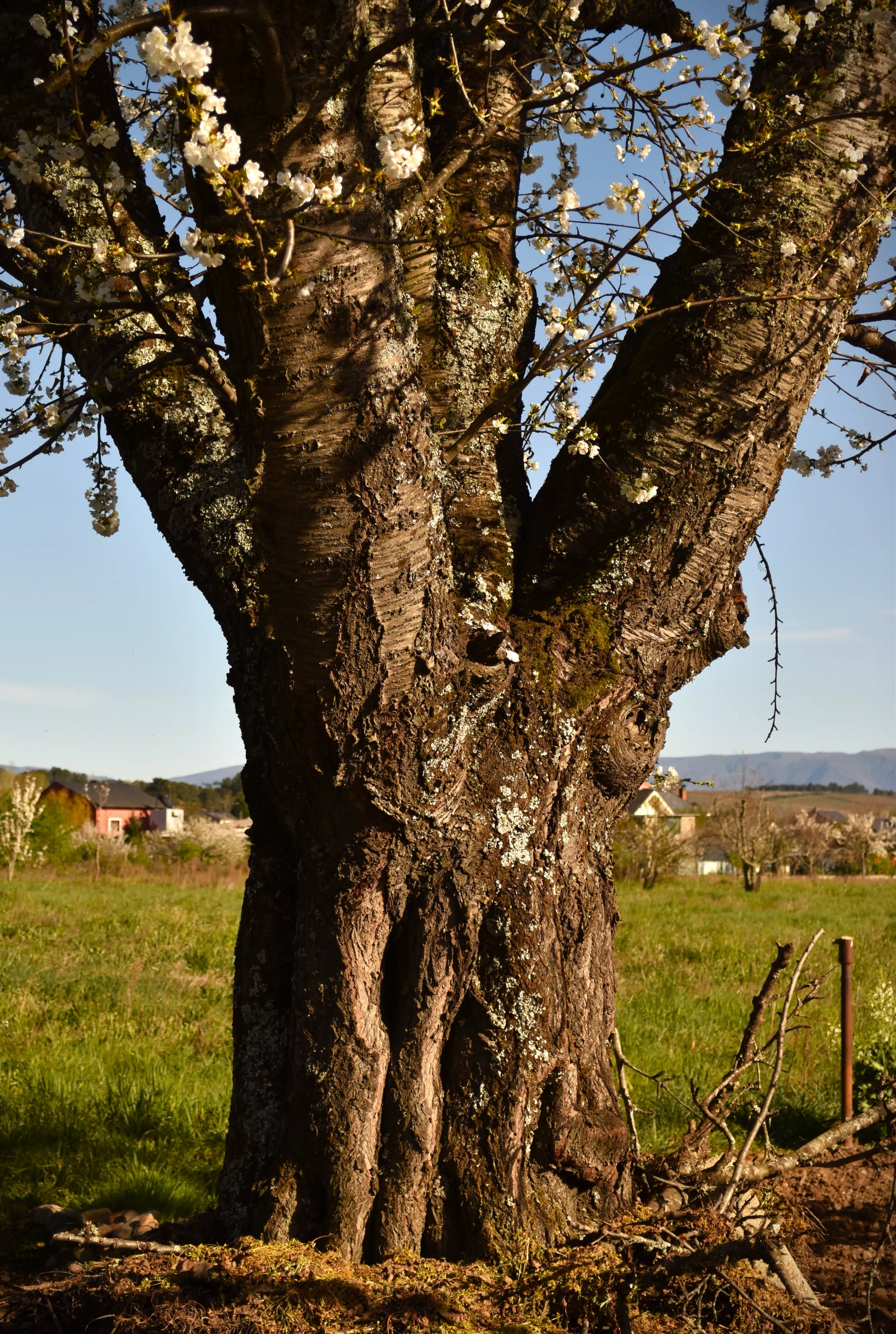 El fotógrafo cacabelense que fotografía la piel de los árboles del Bierzo