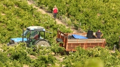 Primeros días de vendimia de la DO Bierzo