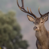 ciervo carlos zamora ciervo carlos zamora