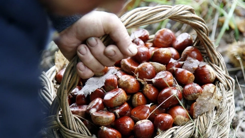 Castañas del Bierzo 