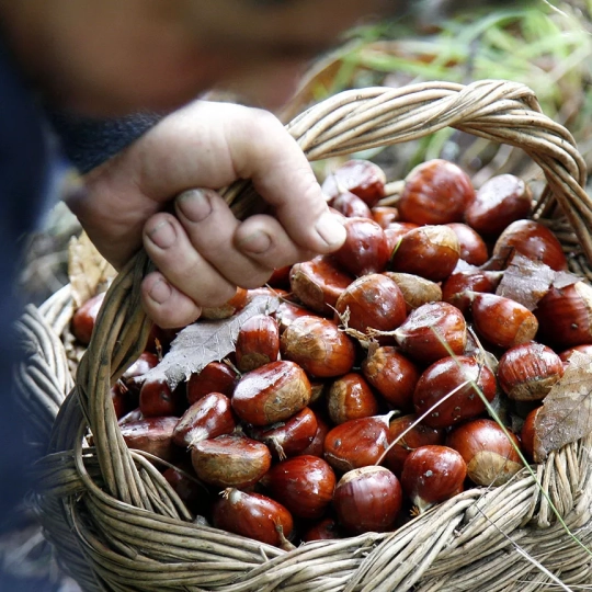Castañas del Bierzo Castañas del Bierzo