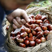 Castañas del Bierzo 