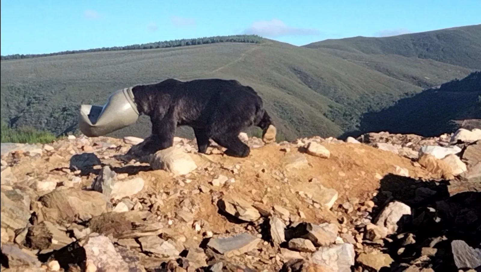 Consiguen salvar a un oso en Anllares del Sil (Bierzo) con la cabeza atrapada en un bidón de plástico