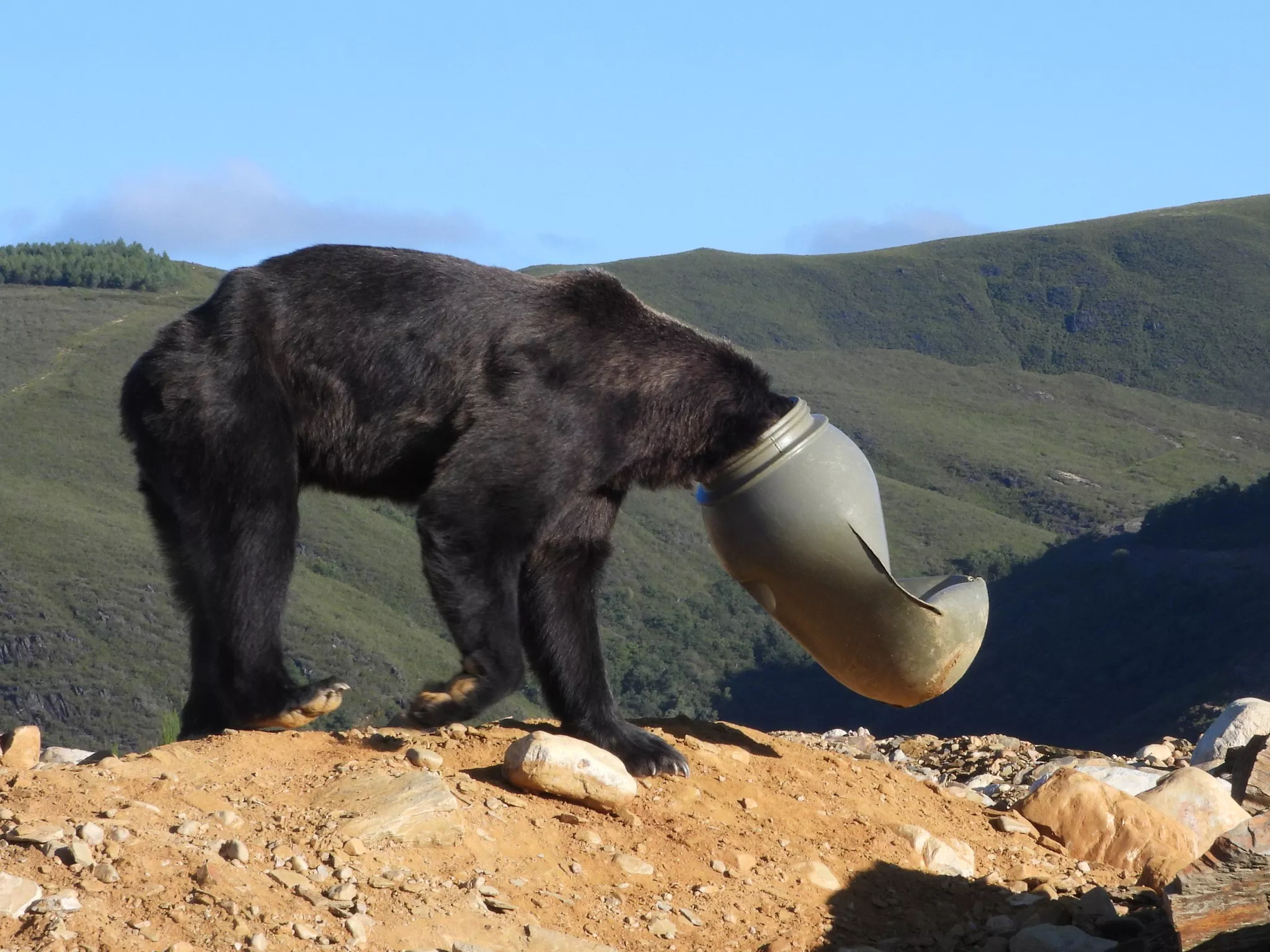Consiguen salvar a un oso en Anllares del Sil (Bierzo) con la cabeza atrapada en un bidón de plástico (1) Consiguen salvar a un oso en Anllares del Sil (Bierzo) con la cabeza atrapada en un bidón de plástico (1)