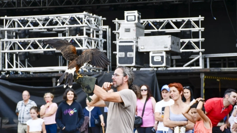 Cetrería en Bembibre (34)