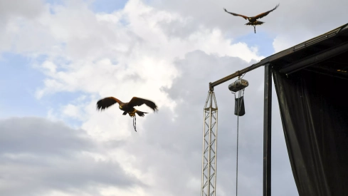 Cetrería en Bembibre (36)