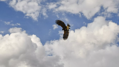 Cetrería en Bembibre (37)