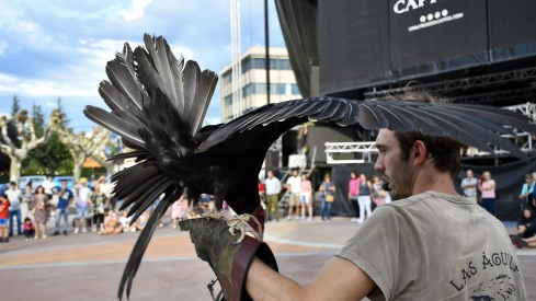Cetrería en Bembibre (41)