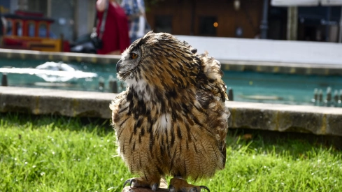 Cetrería en Bembibre (52)