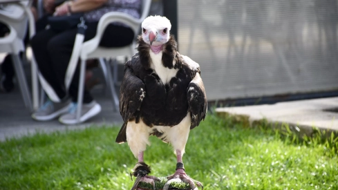 Cetrería en Bembibre (55)