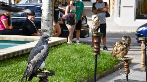 Cetrería en Bembibre (59)