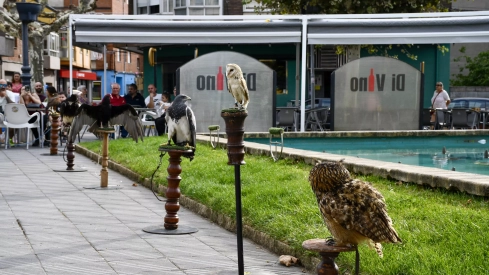 Cetrería en Bembibre (62)