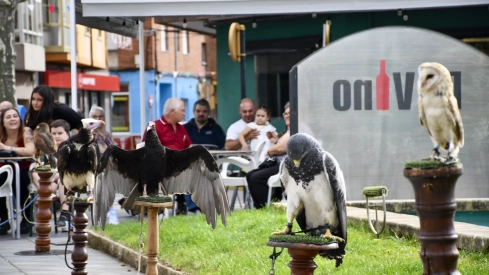Cetrería en Bembibre (63)