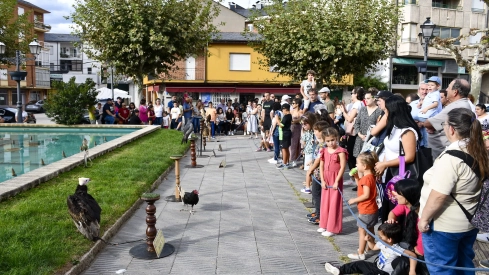 Cetrería en Bembibre (8)