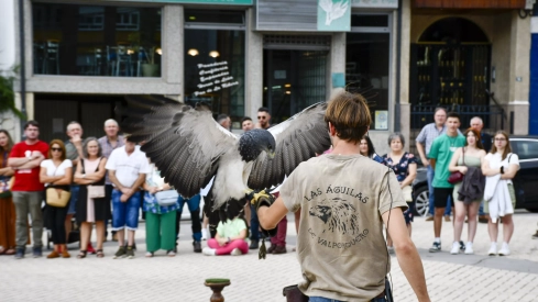 Cetrería en Bembibre (11)