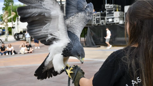 Cetrería en Bembibre (18)