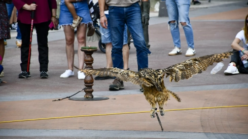 Cetrería en Bembibre (19)