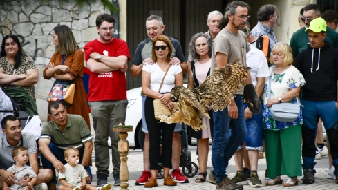 Cetrería en Bembibre (20)