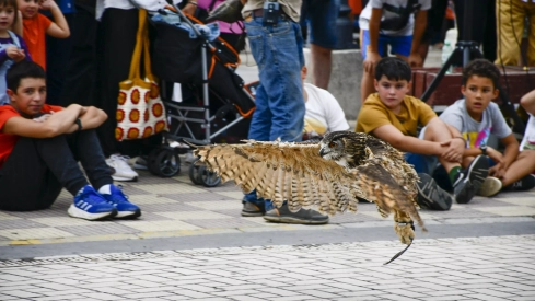 Cetrería en Bembibre (22)