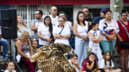 Cetrería en Bembibre (23)