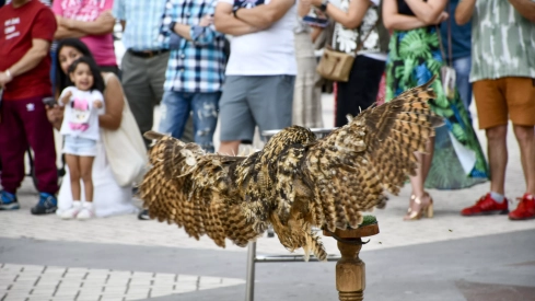 Cetrería en Bembibre (24)