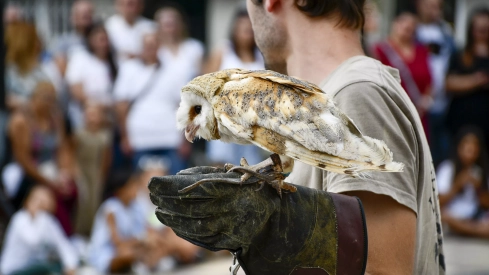 Bembibre inaugura su Mercado Medieval con un espectáculo de cetrería